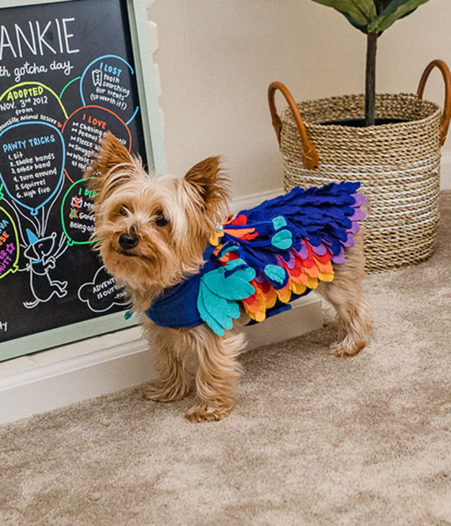 A Yorkie dog dressed as Kevin, the bird from Pixar Up.