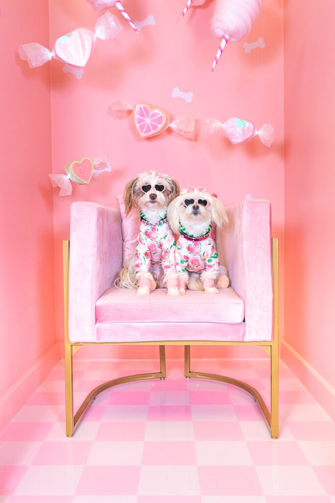 A photo booth for dogs decorated with a candy shop theme. The walls are painted pink and have white dog bone shapes and the floors have pink vinyl applied in a checkerboard pattern. There are also giant handmade cotton candy and salt water taffy decorations suspended from the ceiling. In the center of the room are two small dogs sitting in a pink velvet chair. They're wearing matching watermelon shirts, necklaces, sunglasses, and hair bows.