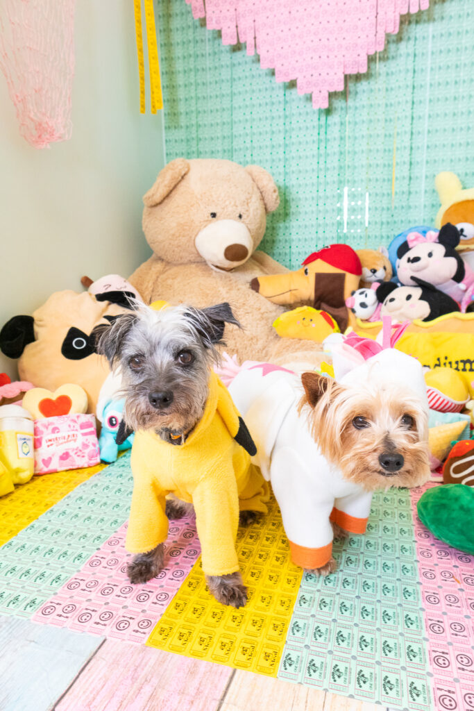 A photo booth for dogs decorated to look like a prize room at an arcade or carnival. The back wall features a layered ticket backdrop with yellow, pink, and green tickets. There are also tickets in a large, stripe pattern on the floor. Sitting on the floor is gray terrier mix dressed as Pikachu and a tan Yorkie is dressed as a unicorn. Behind them are an assortment of plush toys including a giant teddy bear.