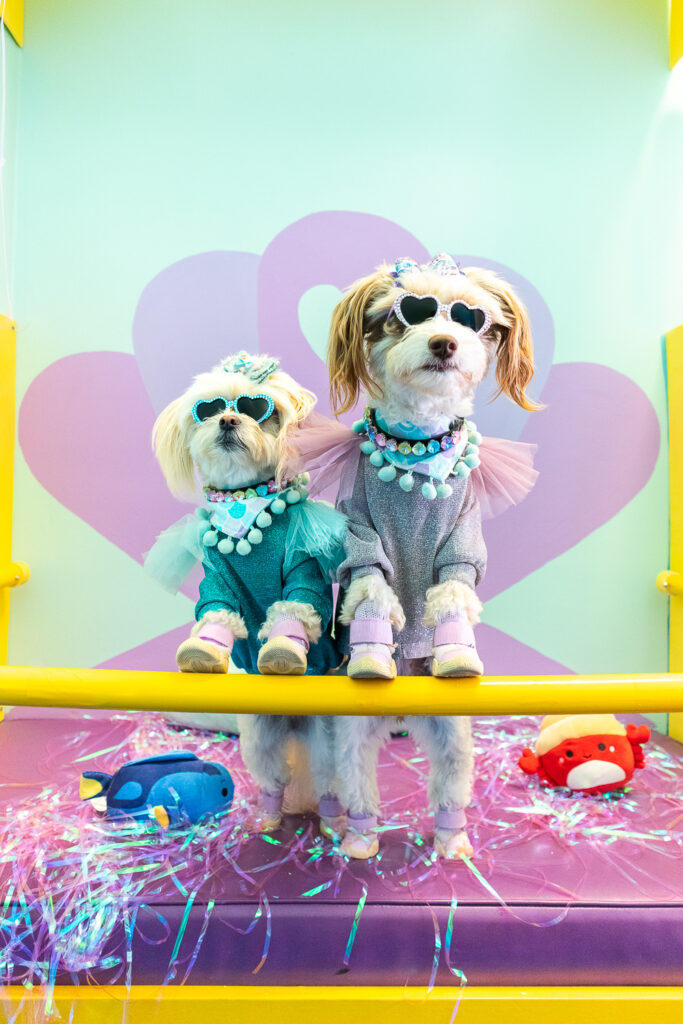 Two small dogs, an Aussie mix and Shih Tzu mix are propped on the handlebars of a submarine water ride photo booth for dogs. They're dressed in glittery tops, rhinestone collars, sunglasses, lavender sneakers and matching hair bows. Behind them is a igiant purple seashell painted on the wall.